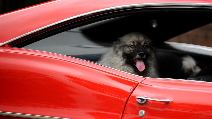Proposed law changes could hit owners who leave dogs locked in cars with big fines or jail time.